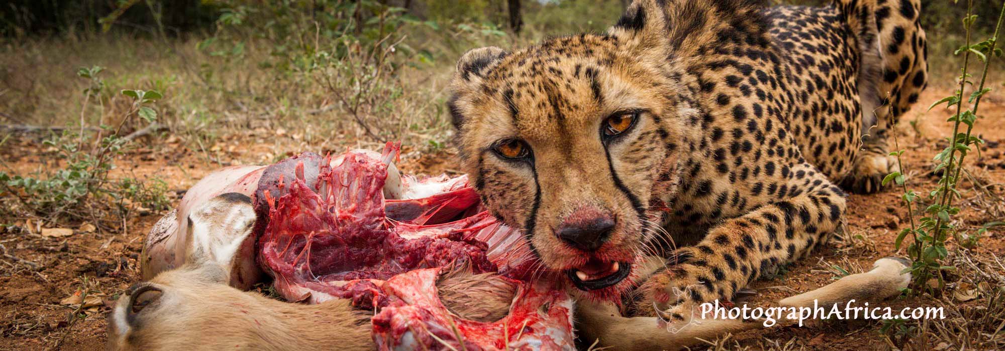 Safaris for Photographers